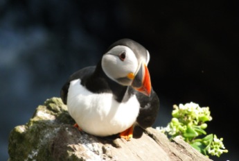 Puffin, SKELLIG MICHAEL