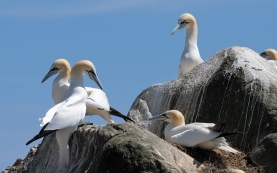 Gannets, Saltee Islands
