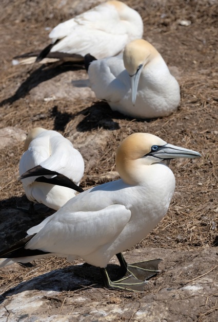 Gannets, Saltee Isles