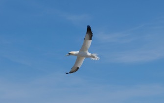 Gannets, Saltee Isles